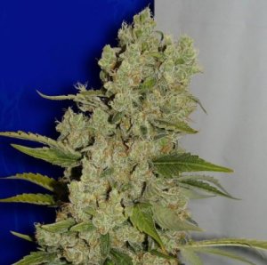 Ceres White Widow fem