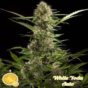 White Yoda Auto fem