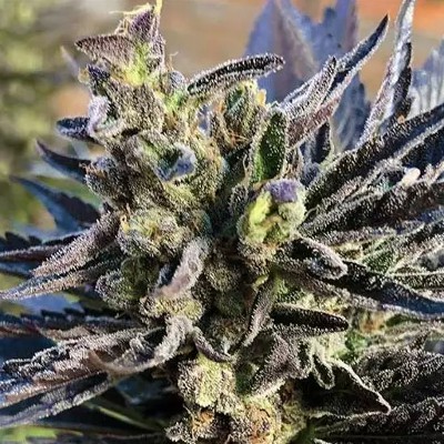 Buy Black Skull Seeds Auto Jack Matic Feminized Seeds by Black Skull Seeds