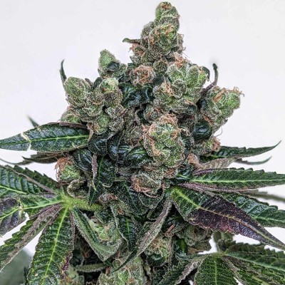 Sour Froots [Karma Genetics] | € 120,00 | cannabis