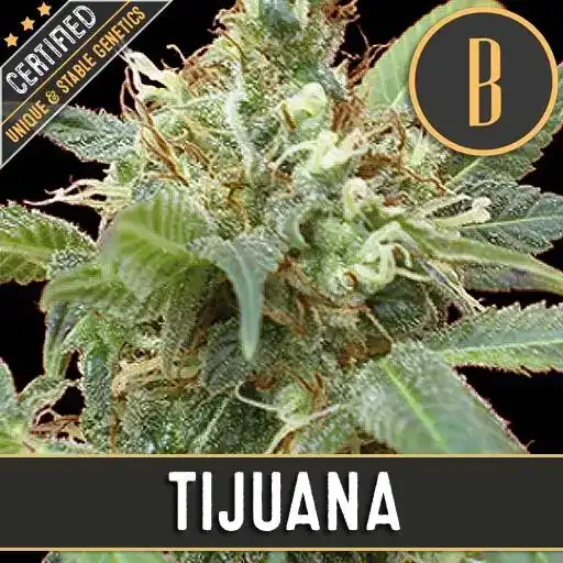 Tijuana feminized