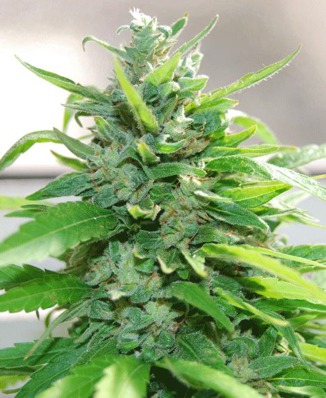 Creamy aka Cream Cheese fem [Cream of the Crop] : cannabisseeds