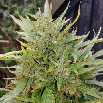 Hybrids From Hell Best Outdoorseeds For Cold Temperate Zones