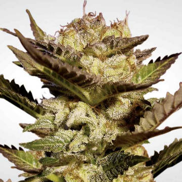 Durga Mata fem [Paradise Seeds] : graines cannabis