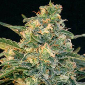 Guanabana feminized [BlimBurn Seeds] : graines cannabis