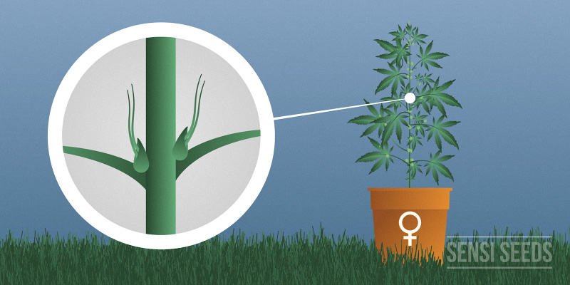 weibliche cannabisspflanze hanfsamen cannapot