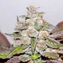 Mendocino Purple Kush fem