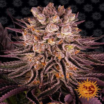 Mimosa X Orange Punch [Barneys Farm] : Cannabis Seeds