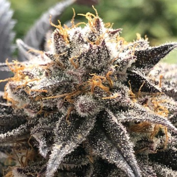 Orange Cherry [Black Farm Genetix] | € 100,00 | cannabis