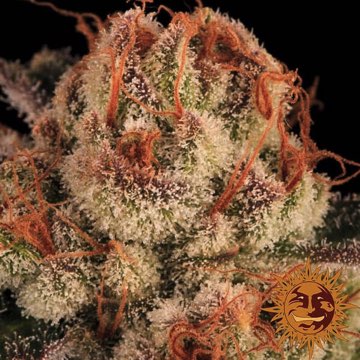 Purple Punch [Barneys Farm ] - Cannabis Seeds