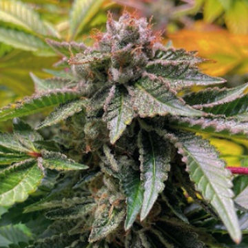 Royal Oak [Archive Seedbank] : cannabisseeds