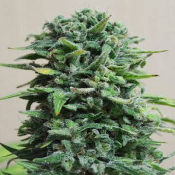 Siberian Haze Auto fem [Kalashnikov Seeds] | € 17,85 | cannabis