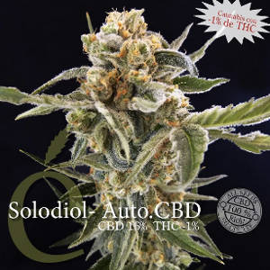 Solodiol Auto CBD female