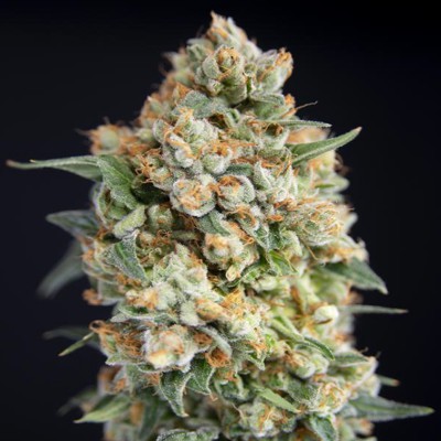 Sticky Barb 6 Fem [House Of The Great Gardener] : Cannabisseeds