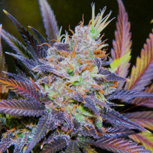 Blue Dream - die beste Sativa 