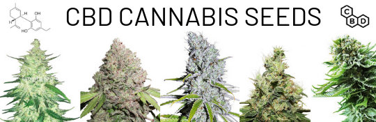 order CBD Seeds online – buy medical cannabisseeds with a lot of cannabidiol
