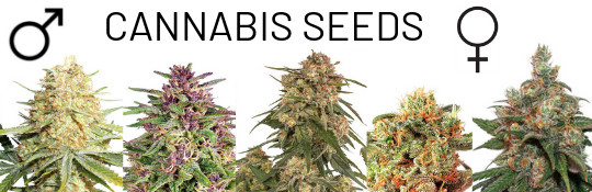 order cannabis seeds online at cannapot