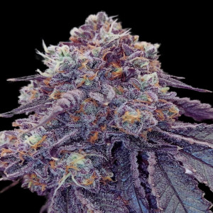 rainbow sherbet - rs11 - suesse Cannabis Revolution