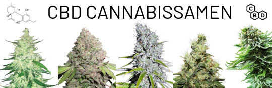 verschiedene-cbd-hanfsorten-cannabis-mit-viel-cannabidiol
