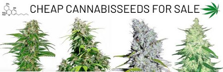 promotions-des-graines-marijuana-cannabis-chanvre