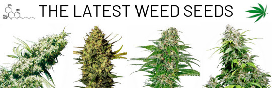 The latest weedseeds, feminized and regular, automatic and cbd seeds at Cannapot